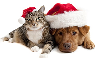 cat and dog lying side by side wearing Santa hat